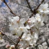 さくら