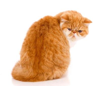 にゃんこ先生
